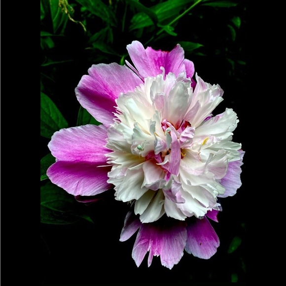 Meet your Posher, Annette - Picture 1 of 1